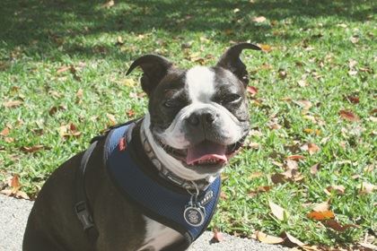 Boston Terrier